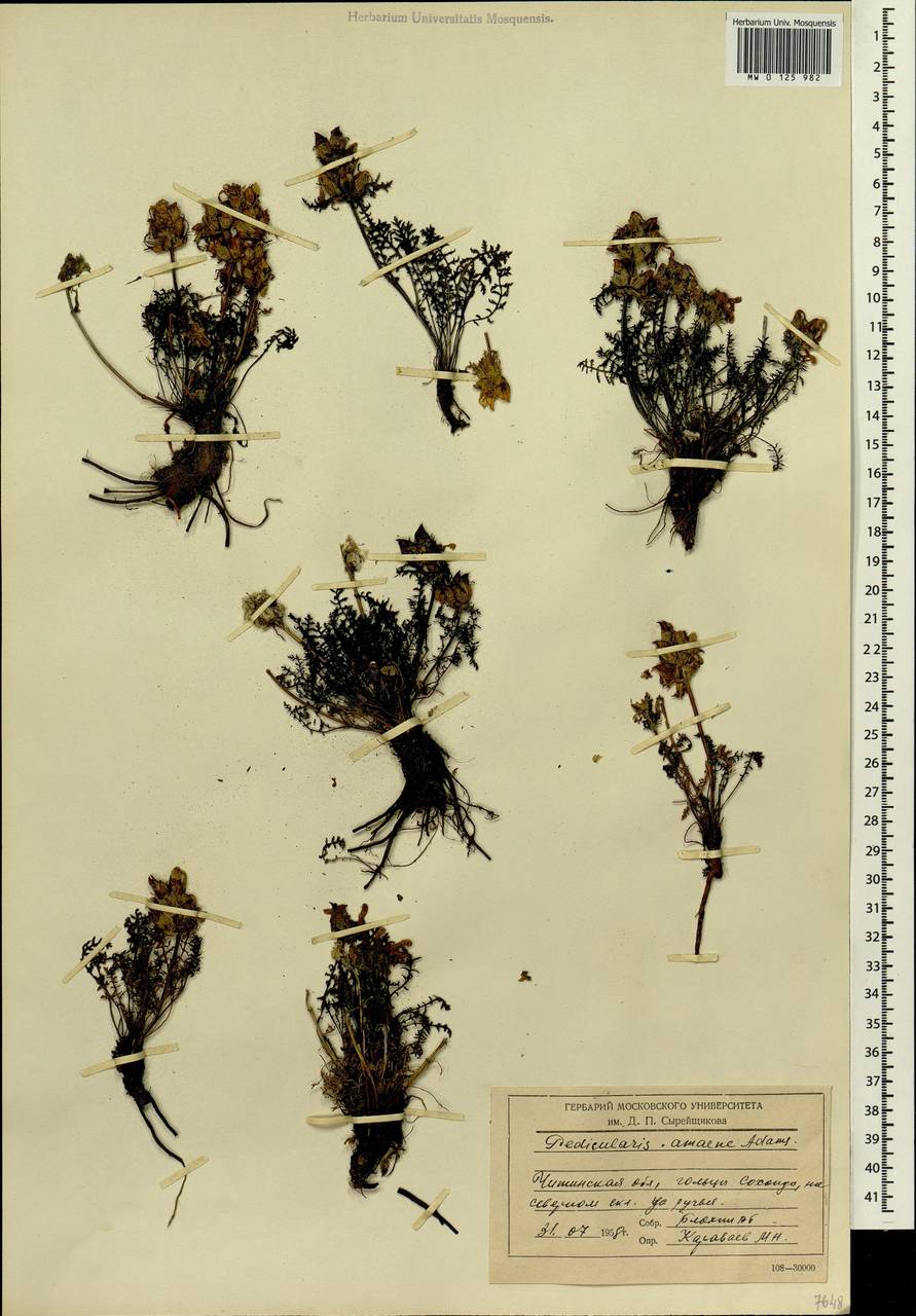 Pedicularis amoena Adams ex Steven, Siberia, Baikal & Transbaikal region (S4) (Russia)