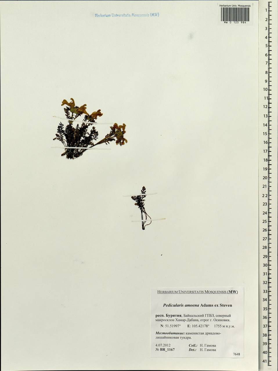 Pedicularis amoena Adams ex Steven, Siberia, Baikal & Transbaikal region (S4) (Russia)