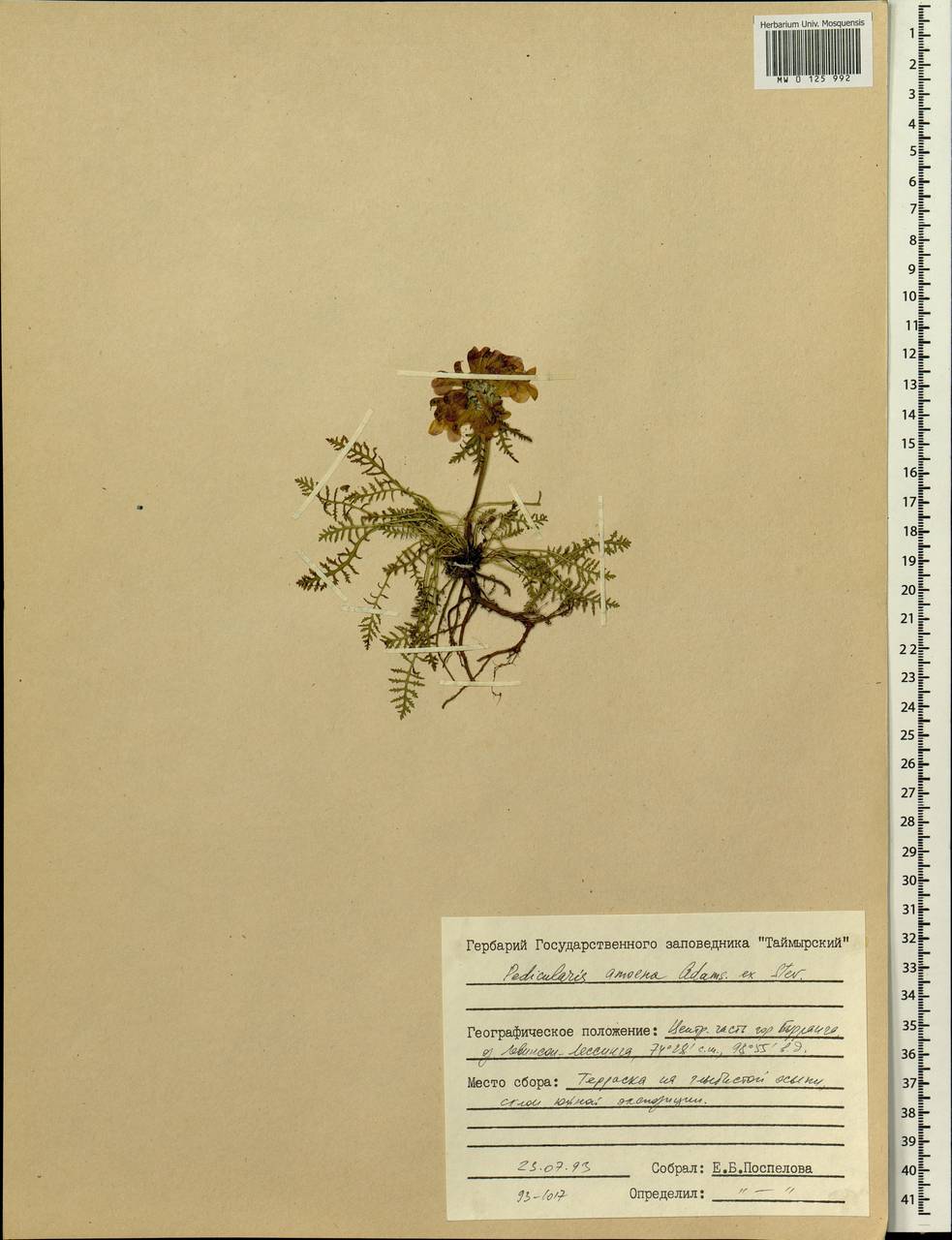 Pedicularis amoena Adams ex Steven, Siberia, Central Siberia (S3) (Russia)