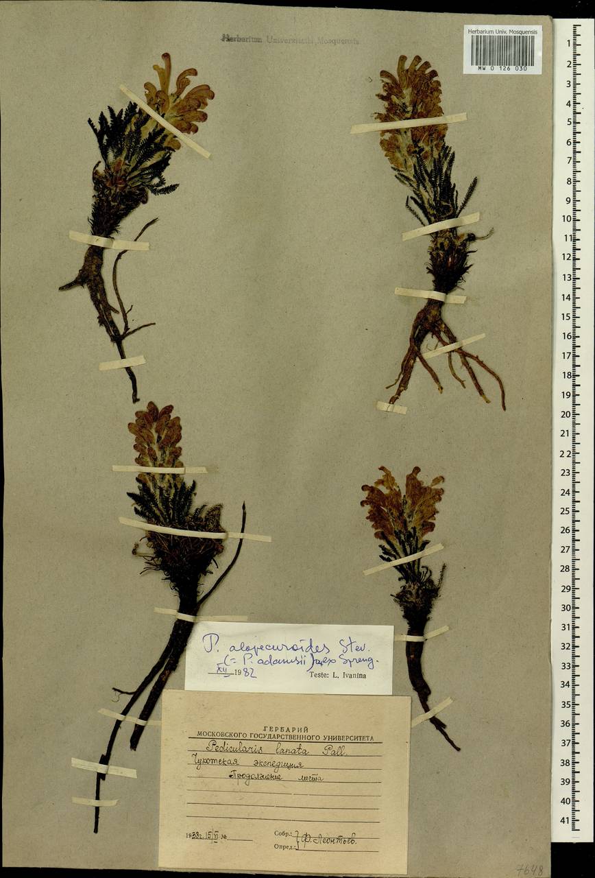 Pedicularis alopecuroides Steven ex Spreng., Siberia, Chukotka & Kamchatka (S7) (Russia)