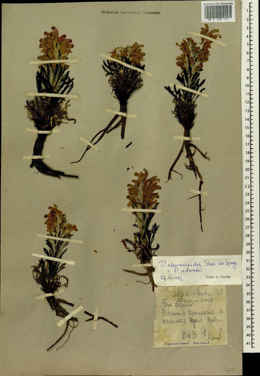 Pedicularis alopecuroides Steven ex Spreng., Siberia, Chukotka & Kamchatka (S7) (Russia)