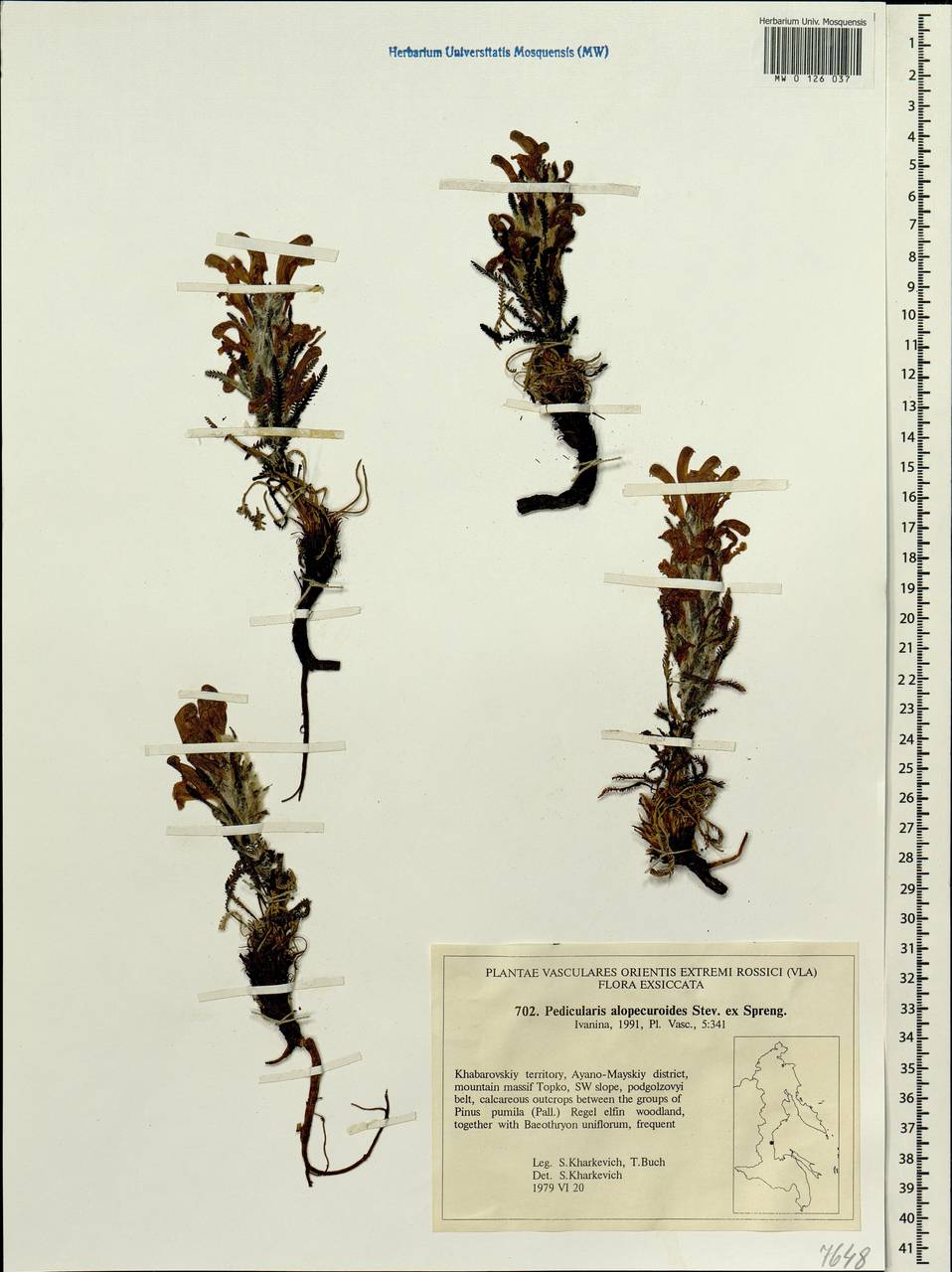 Pedicularis alopecuroides Steven ex Spreng., Siberia, Russian Far East (S6) (Russia)