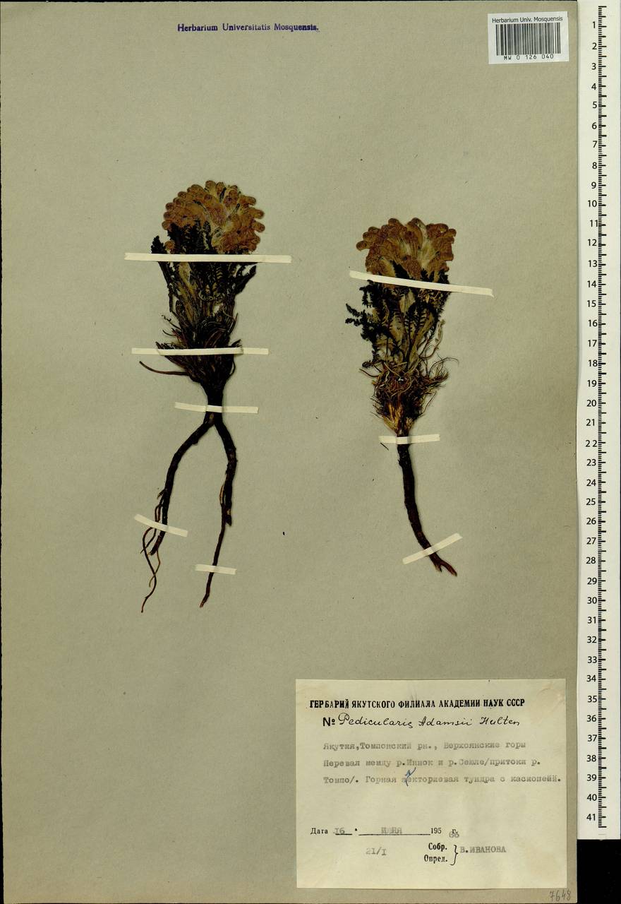 Pedicularis alopecuroides Steven ex Spreng., Siberia, Yakutia (S5) (Russia)