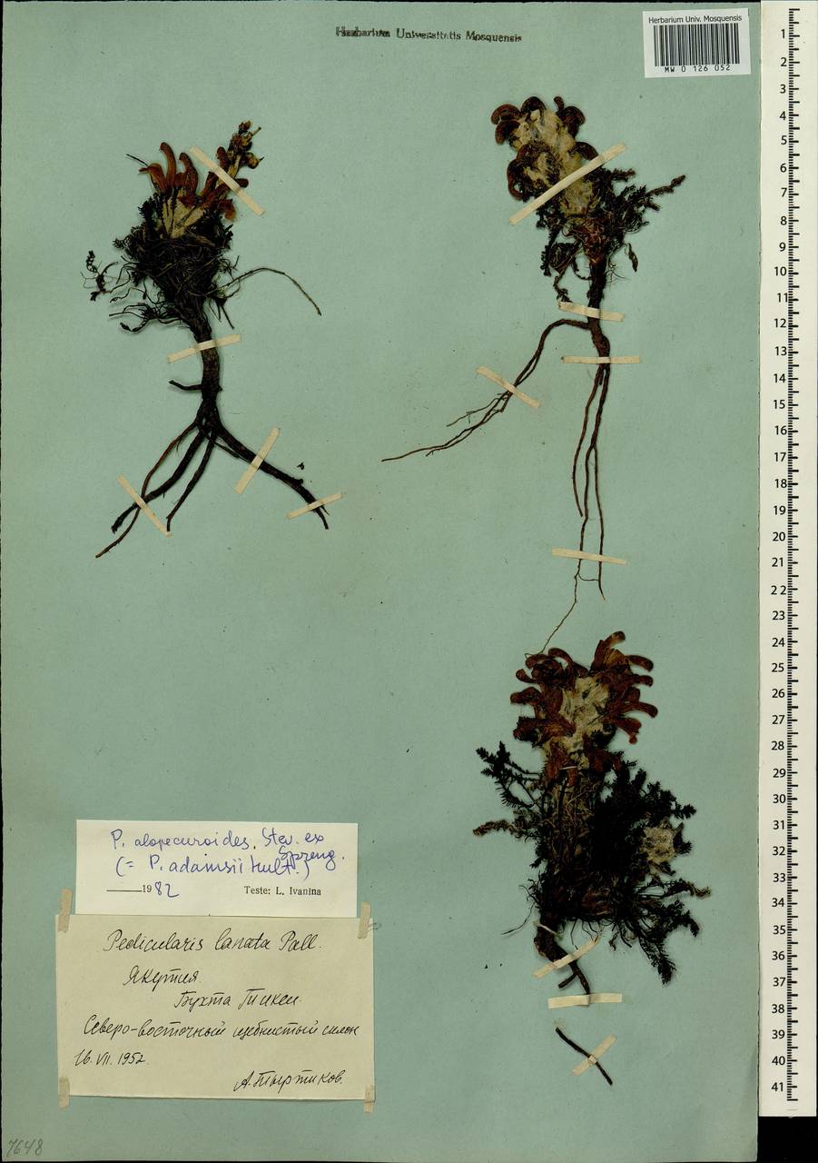 Pedicularis alopecuroides Steven ex Spreng., Siberia, Yakutia (S5) (Russia)