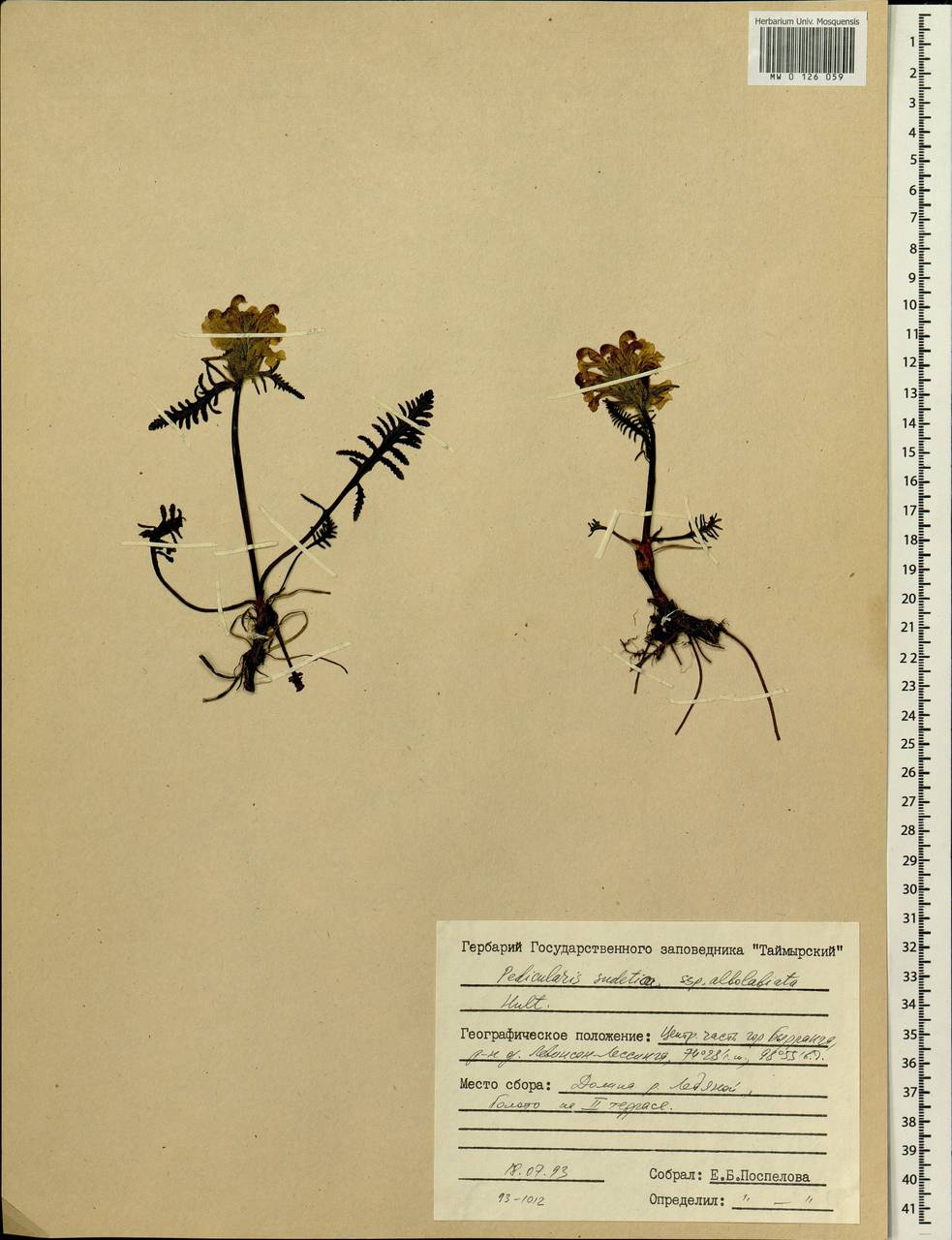 Pedicularis novaiae-zemliae (Hultén) Kozhevn., Siberia, Central Siberia (S3) (Russia)