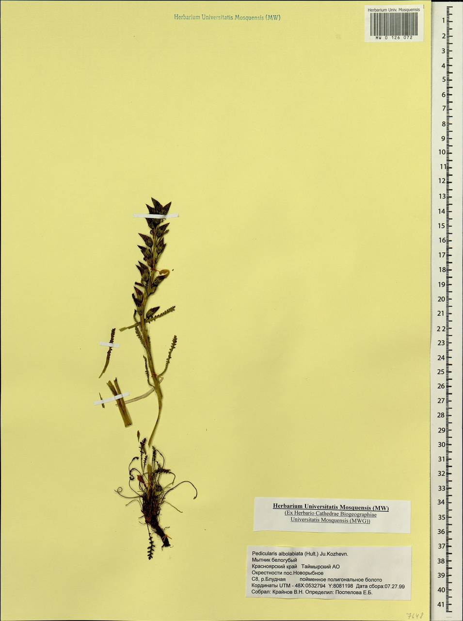 Pedicularis novaiae-zemliae (Hultén) Kozhevn., Siberia, Central Siberia (S3) (Russia)