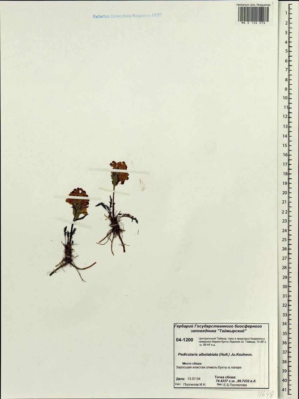 Pedicularis novaiae-zemliae (Hultén) Kozhevn., Siberia, Central Siberia (S3) (Russia)