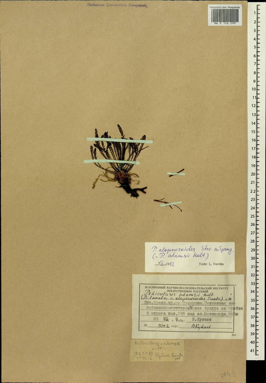Pedicularis alopecuroides Steven ex Spreng., Siberia, Central Siberia (S3) (Russia)