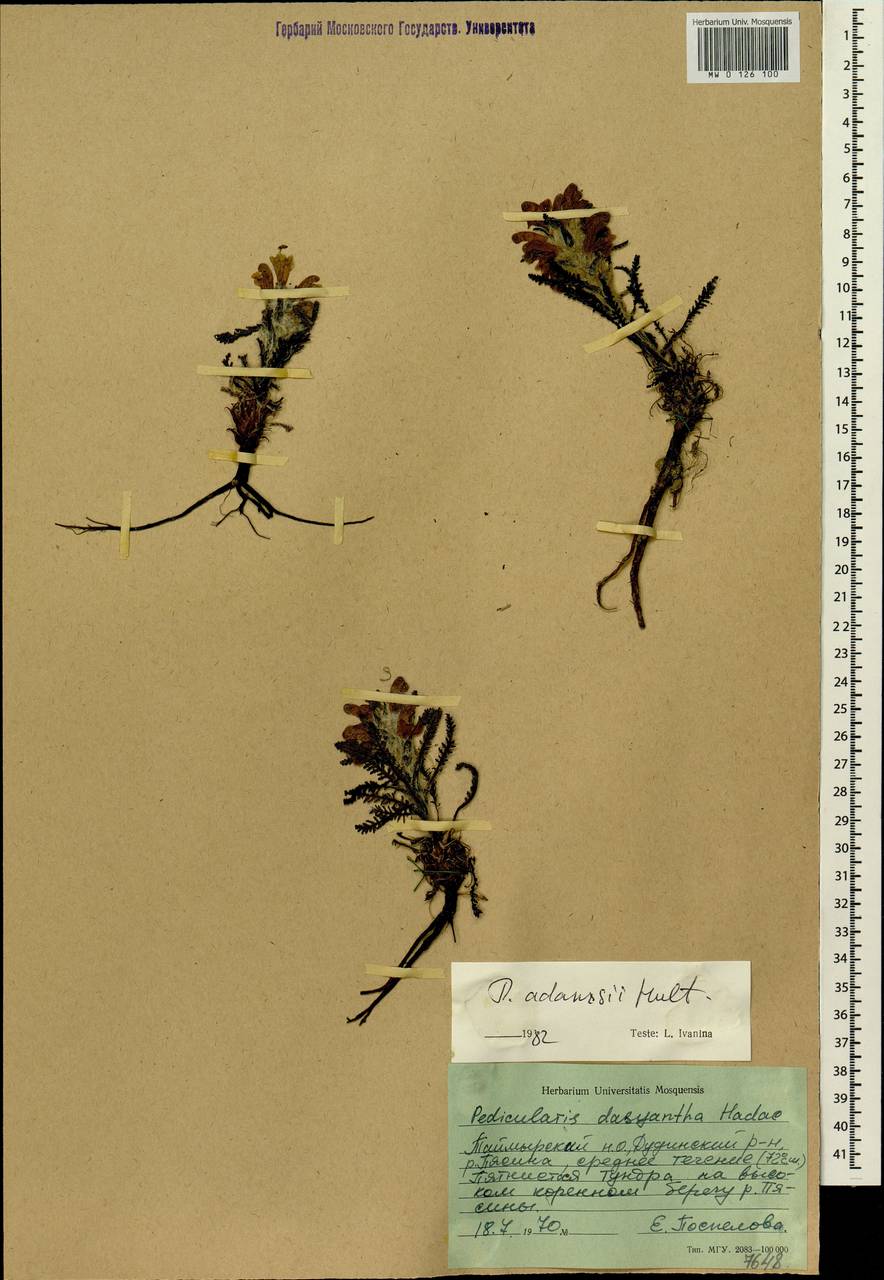 Pedicularis alopecuroides Steven ex Spreng., Siberia, Central Siberia (S3) (Russia)