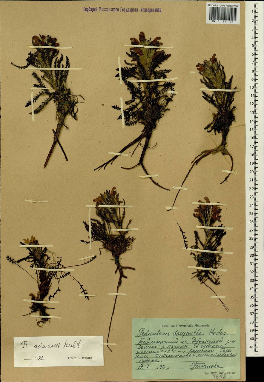 Pedicularis alopecuroides Steven ex Spreng., Siberia, Central Siberia (S3) (Russia)