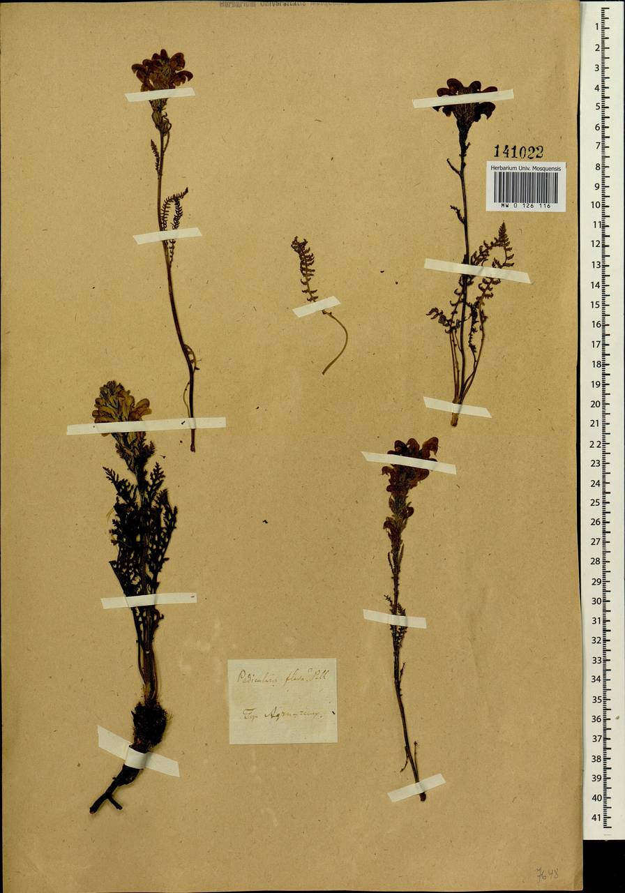 Pedicularis achilleifolia Stephan ex Willd., Siberia, Altai & Sayany Mountains (S2) (Russia)