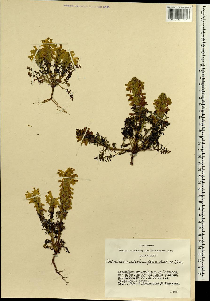 Pedicularis abrotanifolia M. Bieb. ex Steven, Siberia, Altai & Sayany Mountains (S2) (Russia)