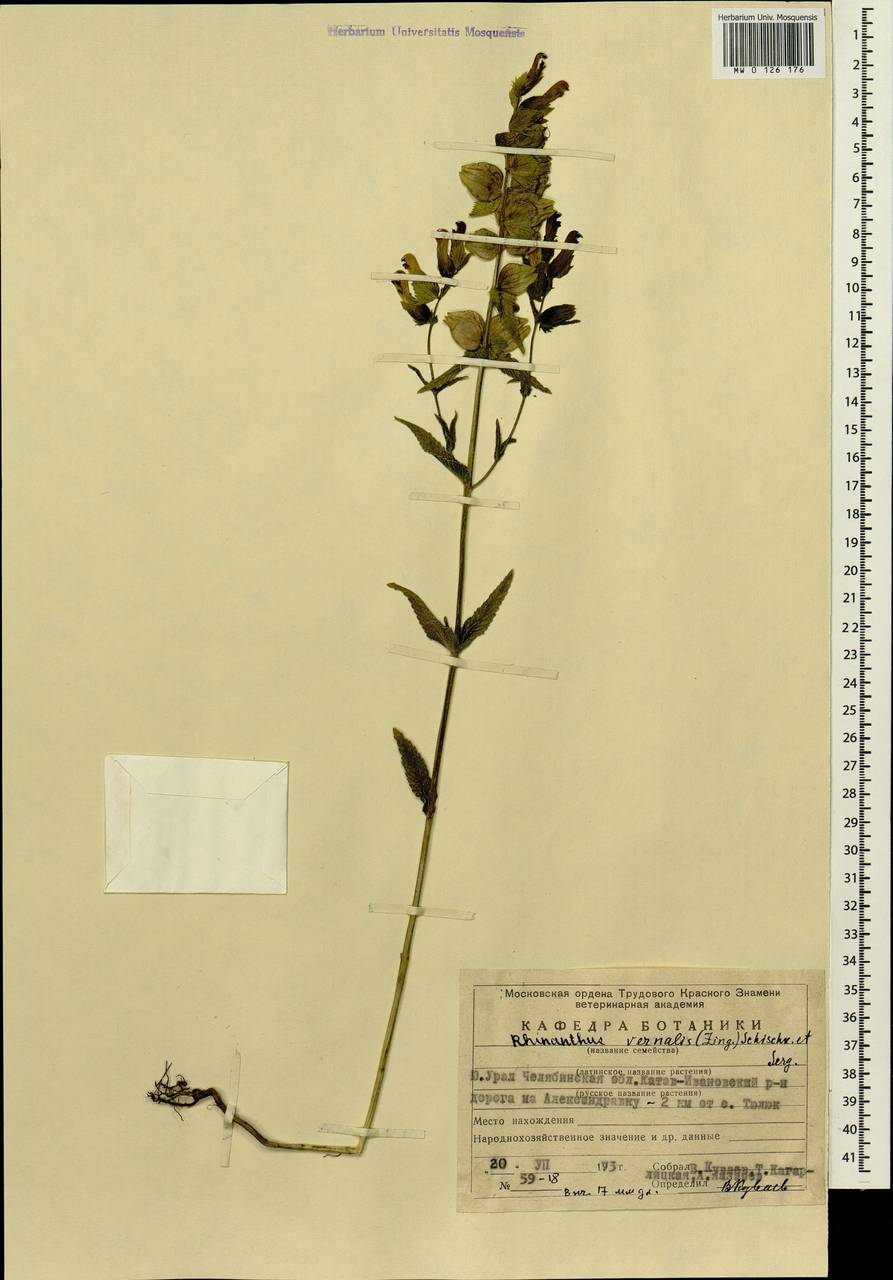Rhinanthus serotinus var. vernalis (N. W. Zinger) Janch., Eastern Europe, Eastern region (E10) (Russia)