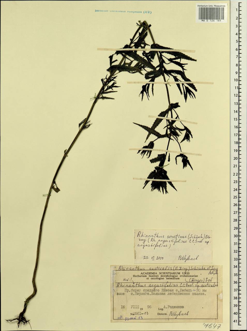 Rhinanthus serotinus var. vernalis (N. W. Zinger) Janch., Siberia, Central Siberia (S3) (Russia)