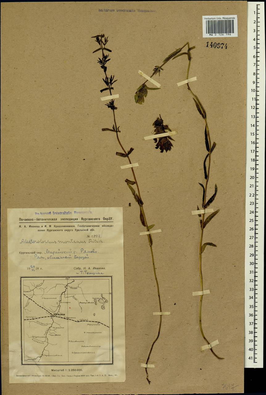 Rhinanthus serotinus subsp. serotinus, Siberia, Western Siberia (S1) (Russia)