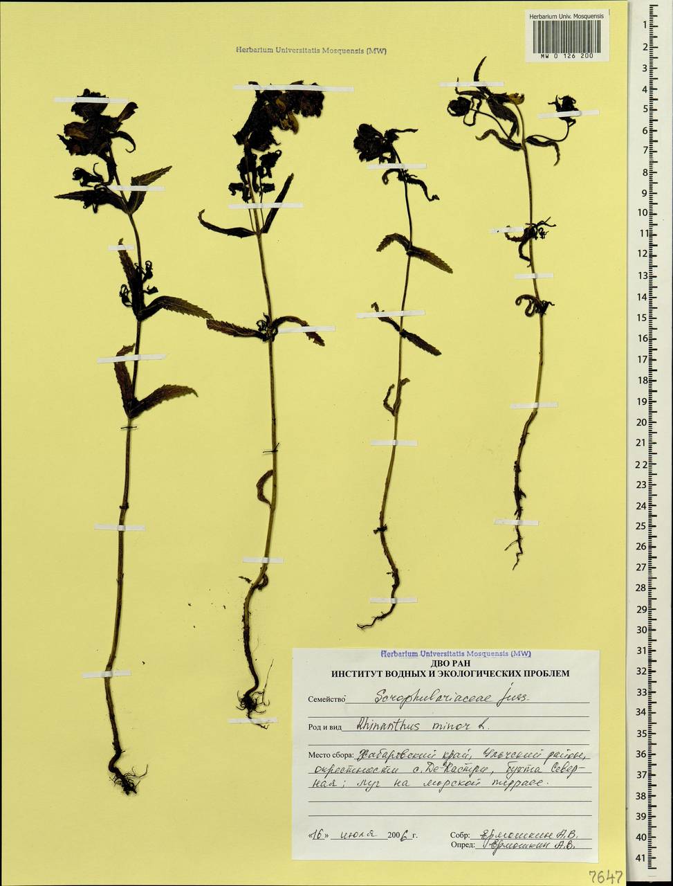 Rhinanthus minor L., Siberia, Russian Far East (S6) (Russia)