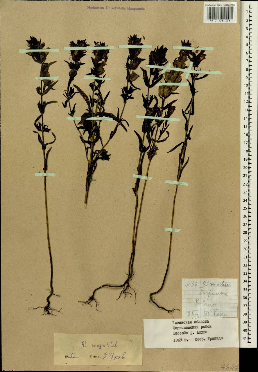 Rhinanthus serotinus var. vernalis (N. W. Zinger) Janch., Siberia, Baikal & Transbaikal region (S4) (Russia)
