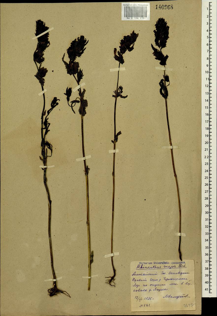 Rhinanthus serotinus var. vernalis (N. W. Zinger) Janch., Siberia, Altai & Sayany Mountains (S2) (Russia)