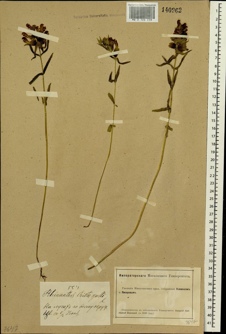 Rhinanthus minor subsp. minor, Siberia, Altai & Sayany Mountains (S2) (Russia)