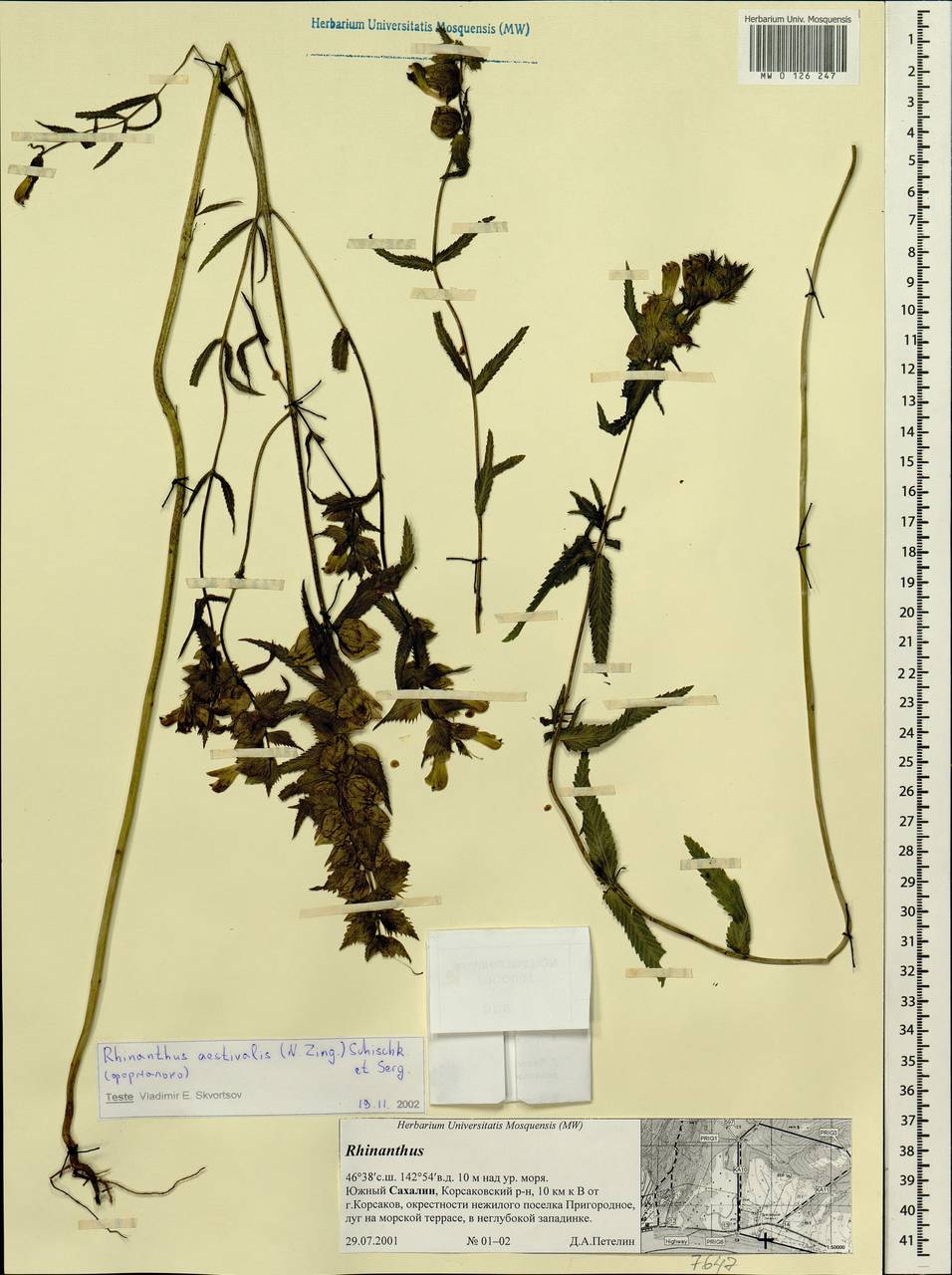 Rhinanthus serotinus var. vernalis (N. W. Zinger) Janch., Siberia, Russian Far East (S6) (Russia)