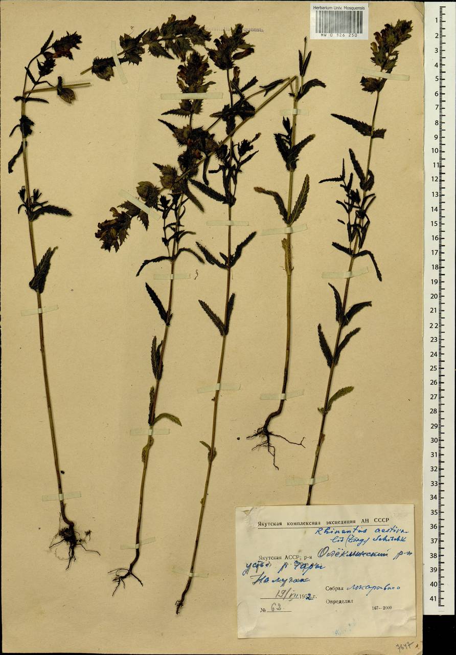 Rhinanthus serotinus var. vernalis (N. W. Zinger) Janch., Siberia, Yakutia (S5) (Russia)