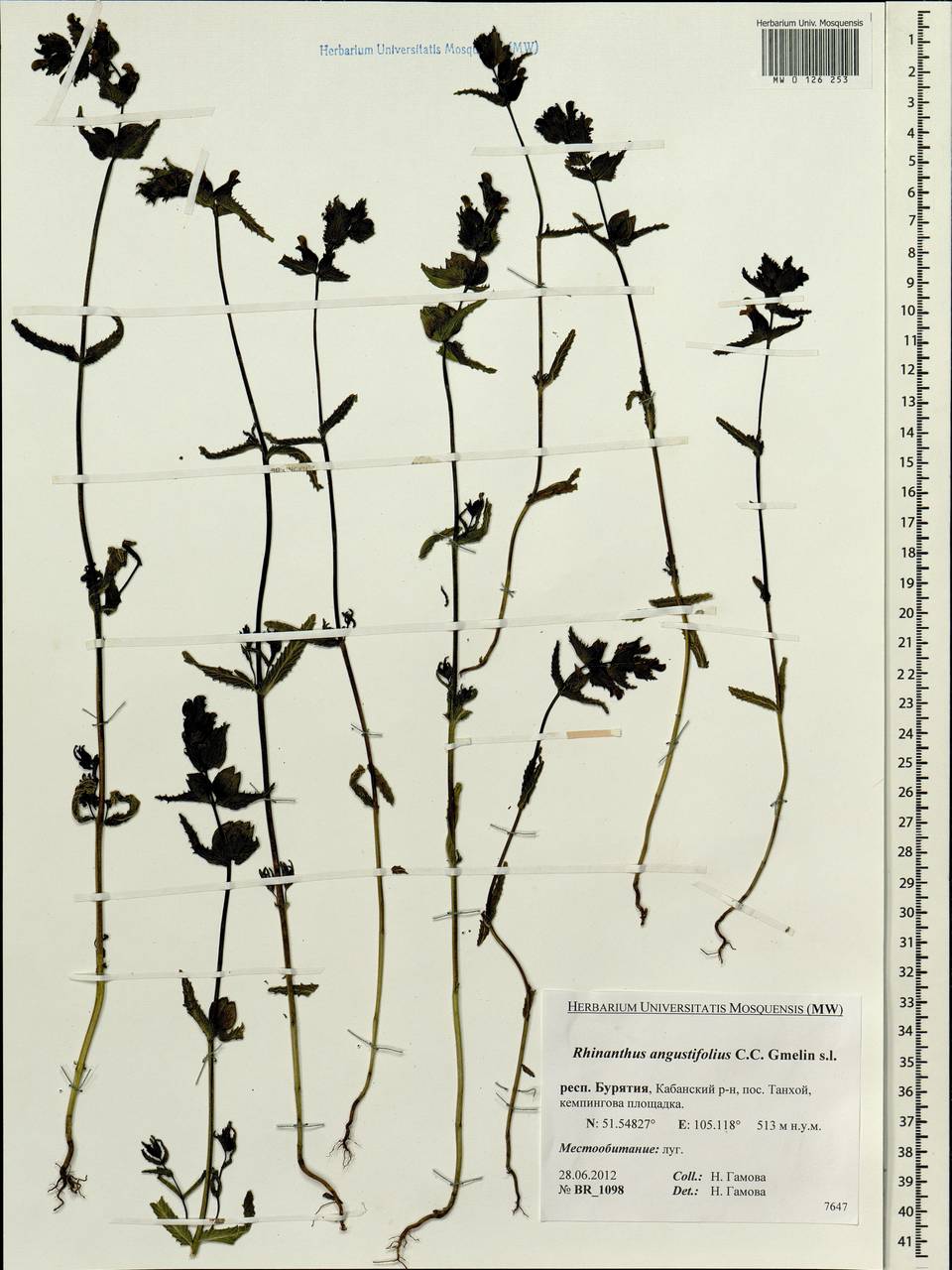 Rhinanthus serotinus var. vernalis (N. W. Zinger) Janch., Siberia, Baikal & Transbaikal region (S4) (Russia)