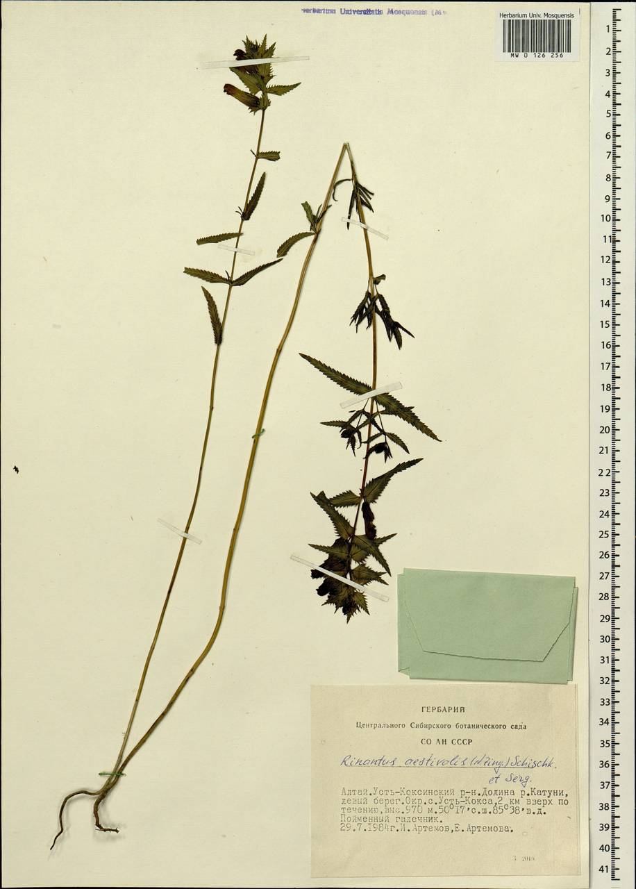 Rhinanthus serotinus var. vernalis (N. W. Zinger) Janch., Siberia, Altai & Sayany Mountains (S2) (Russia)