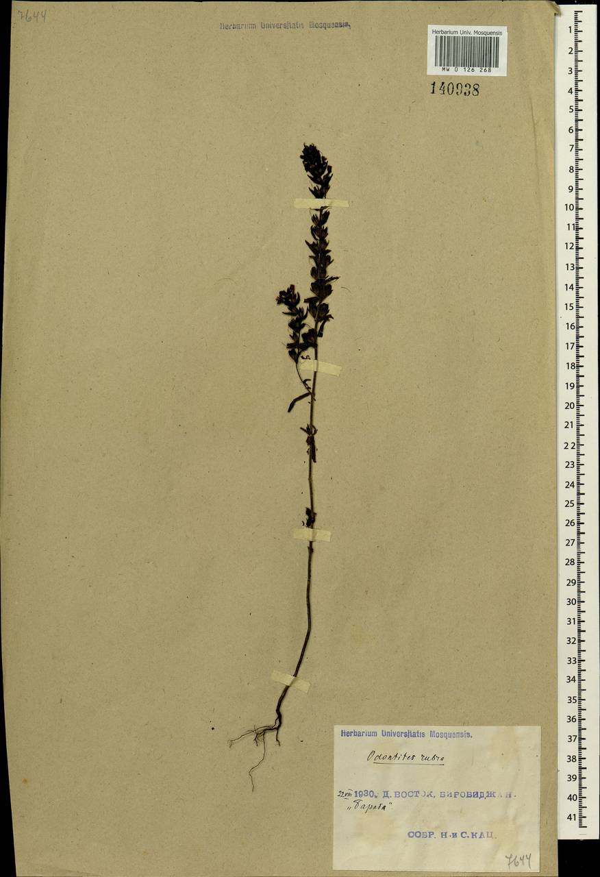 Odontites vulgaris Moench, Siberia, Russian Far East (S6) (Russia)