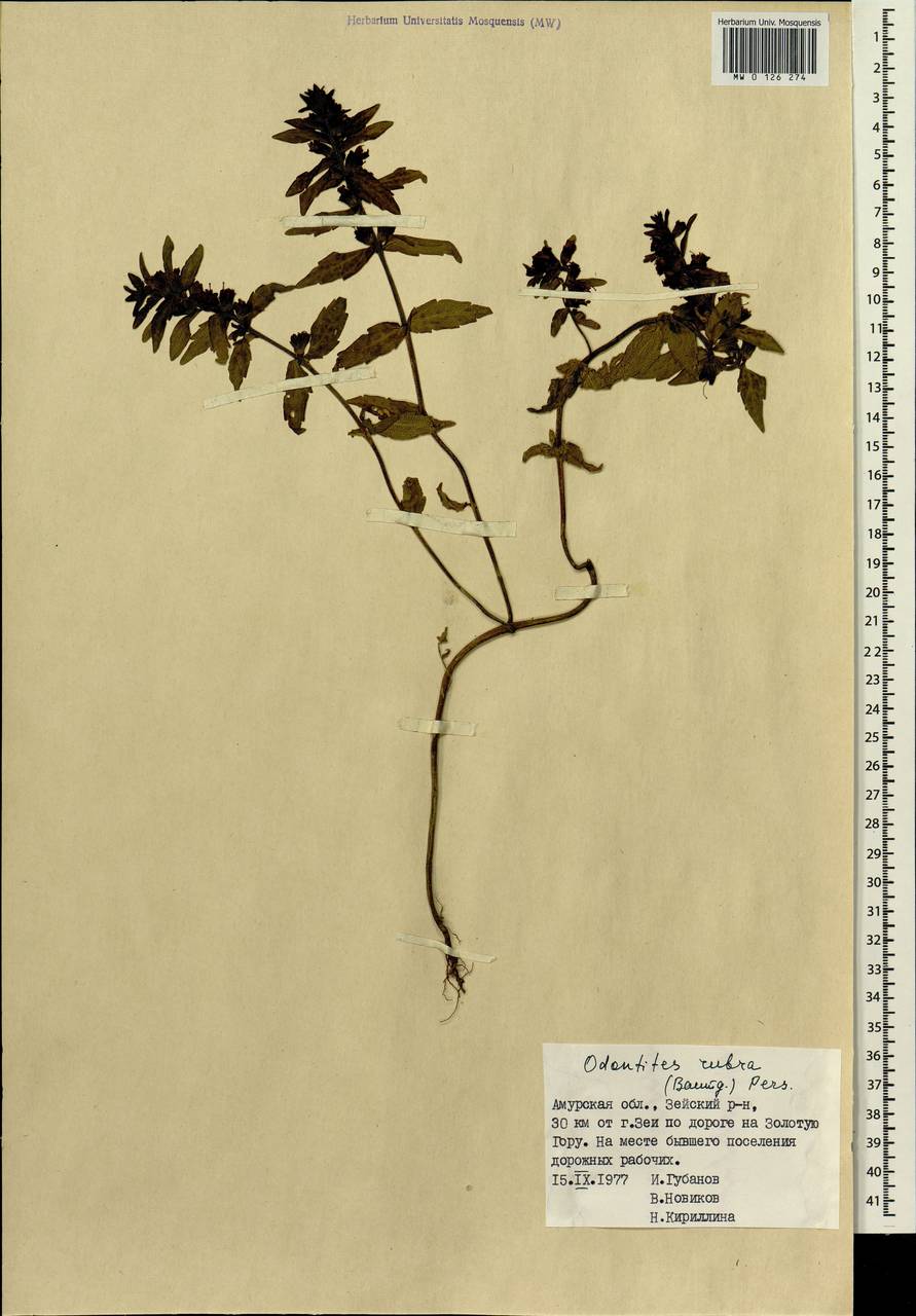 Odontites vulgaris, Siberia, Russian Far East (S6) (Russia)