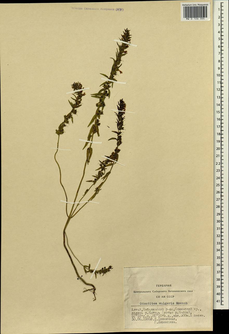 Odontites vulgaris, Siberia, Altai & Sayany Mountains (S2) (Russia)