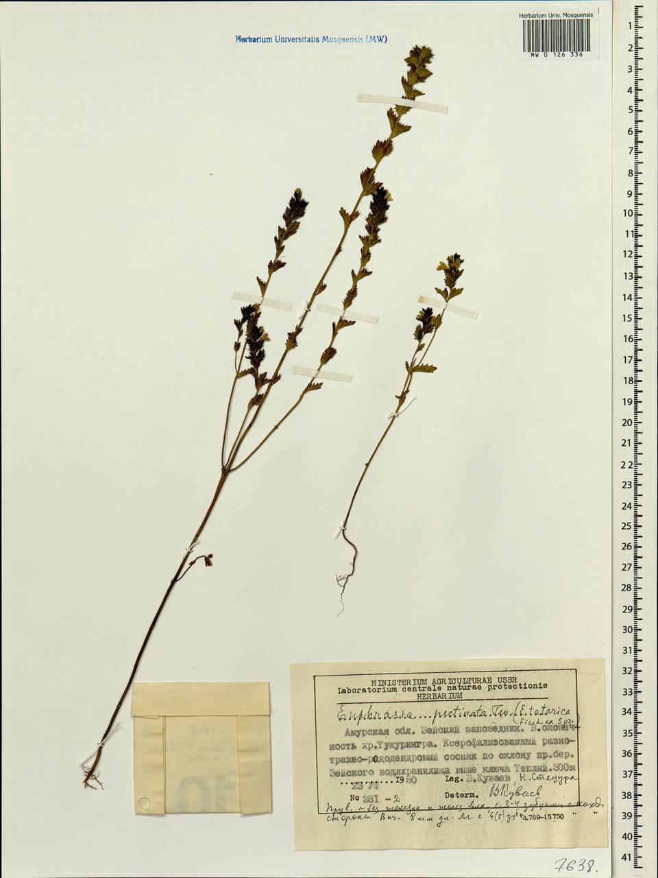 Euphrasia pectinata subsp. pectinata, Siberia, Russian Far East (S6) (Russia)