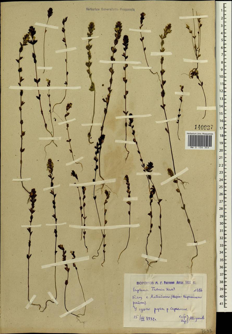 Euphrasia pectinata subsp. pectinata, Siberia, Western (Kazakhstan) Altai Mountains (S2a) (Kazakhstan)