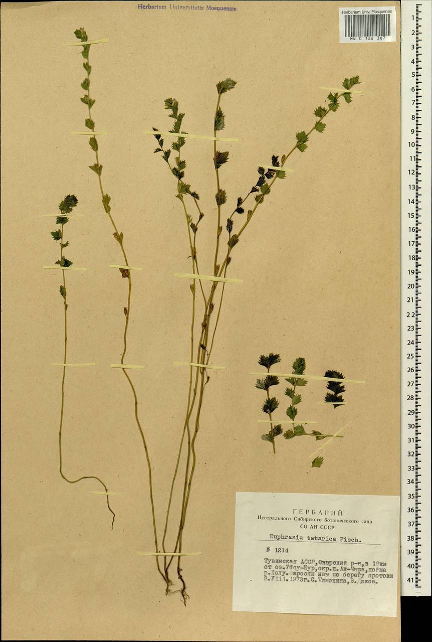 Euphrasia pectinata subsp. pectinata, Siberia, Altai & Sayany Mountains (S2) (Russia)