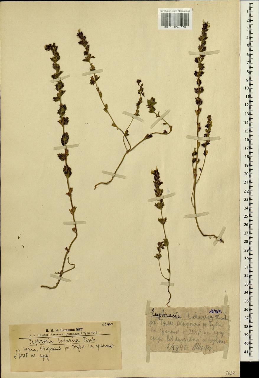 Euphrasia pectinata subsp. pectinata, Siberia, Altai & Sayany Mountains (S2) (Russia)