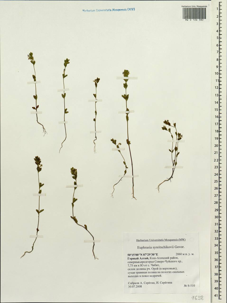 Euphrasia syreitschikovii Govoruchin, Siberia, Altai & Sayany Mountains (S2) (Russia)