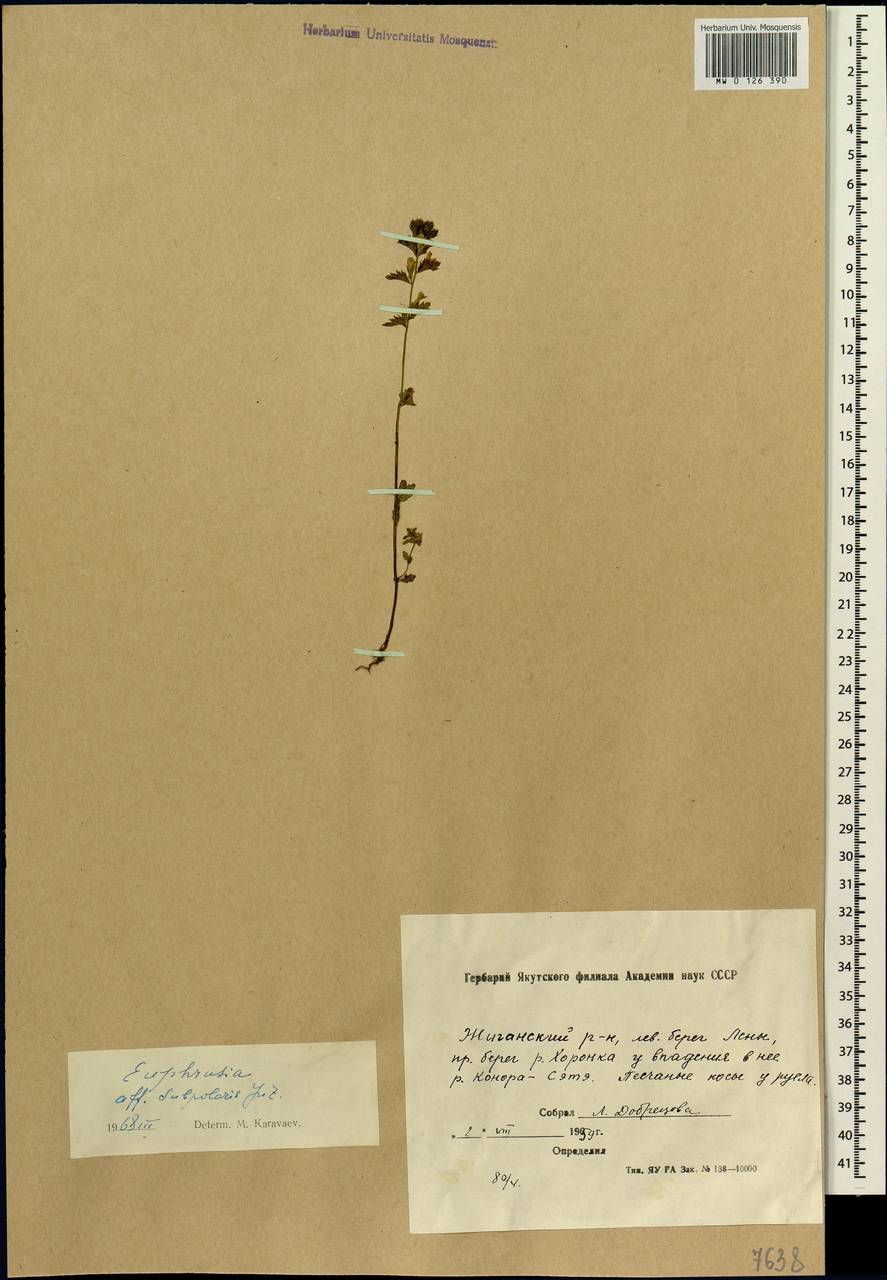 Euphrasia hyperborea Joerger, Siberia, Yakutia (S5) (Russia)