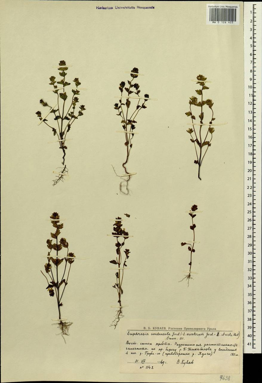 Euphrasia stricta, Siberia, Western Siberia (S1) (Russia)