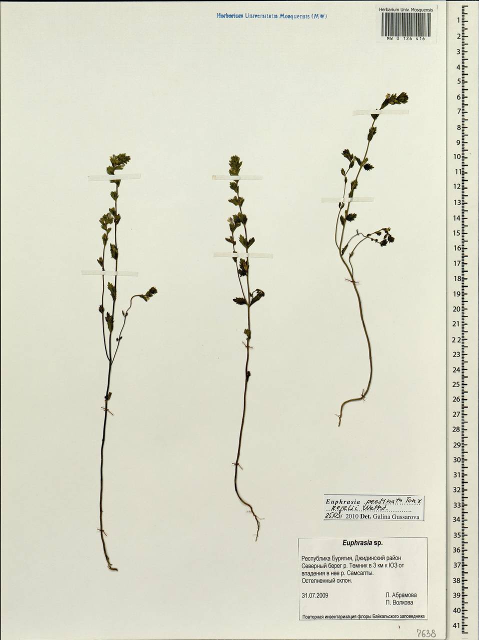 Euphrasia pectinata Ten., Siberia, Baikal & Transbaikal region (S4) (Russia)