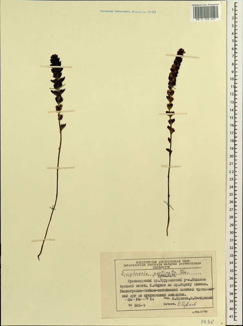 Euphrasia pectinata, Siberia, Central Siberia (S3) (Russia)