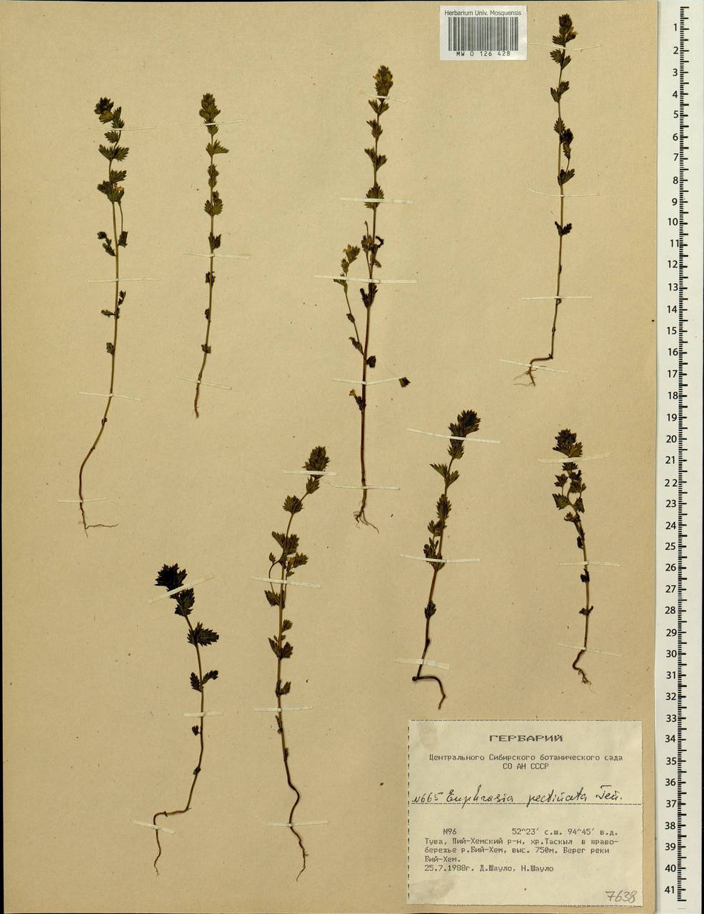 Euphrasia pectinata, Siberia, Altai & Sayany Mountains (S2) (Russia)