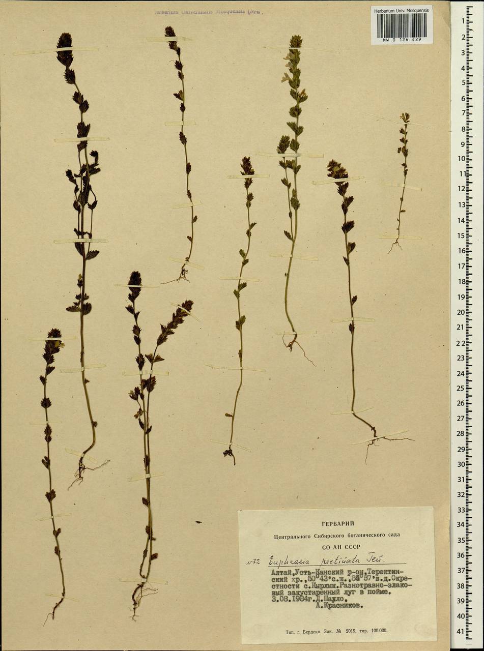 Euphrasia pectinata, Siberia, Altai & Sayany Mountains (S2) (Russia)