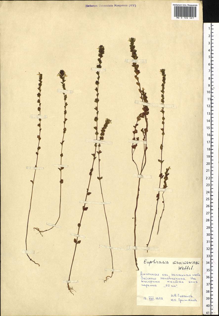 Euphrasia maximowiczii Wettst. ex Palibin, Siberia, Russian Far East (S6) (Russia)