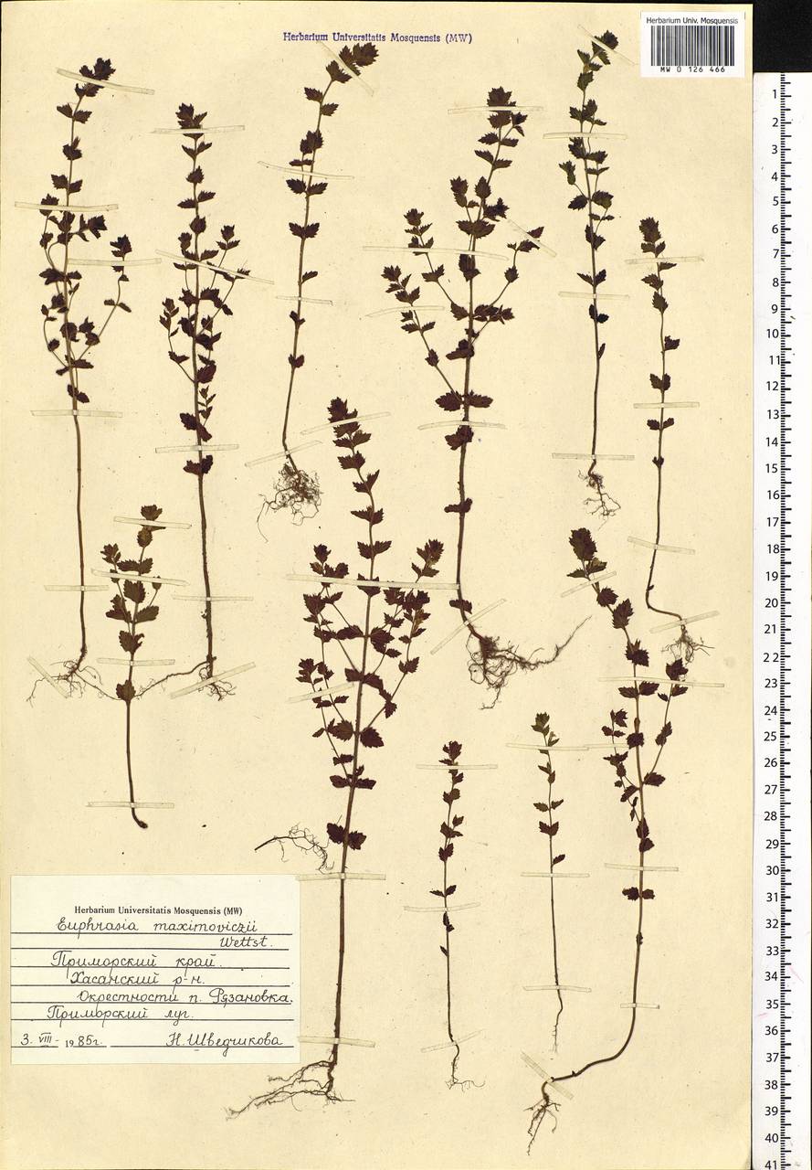 Euphrasia maximowiczii Wettst. ex Palibin, Siberia, Russian Far East (S6) (Russia)