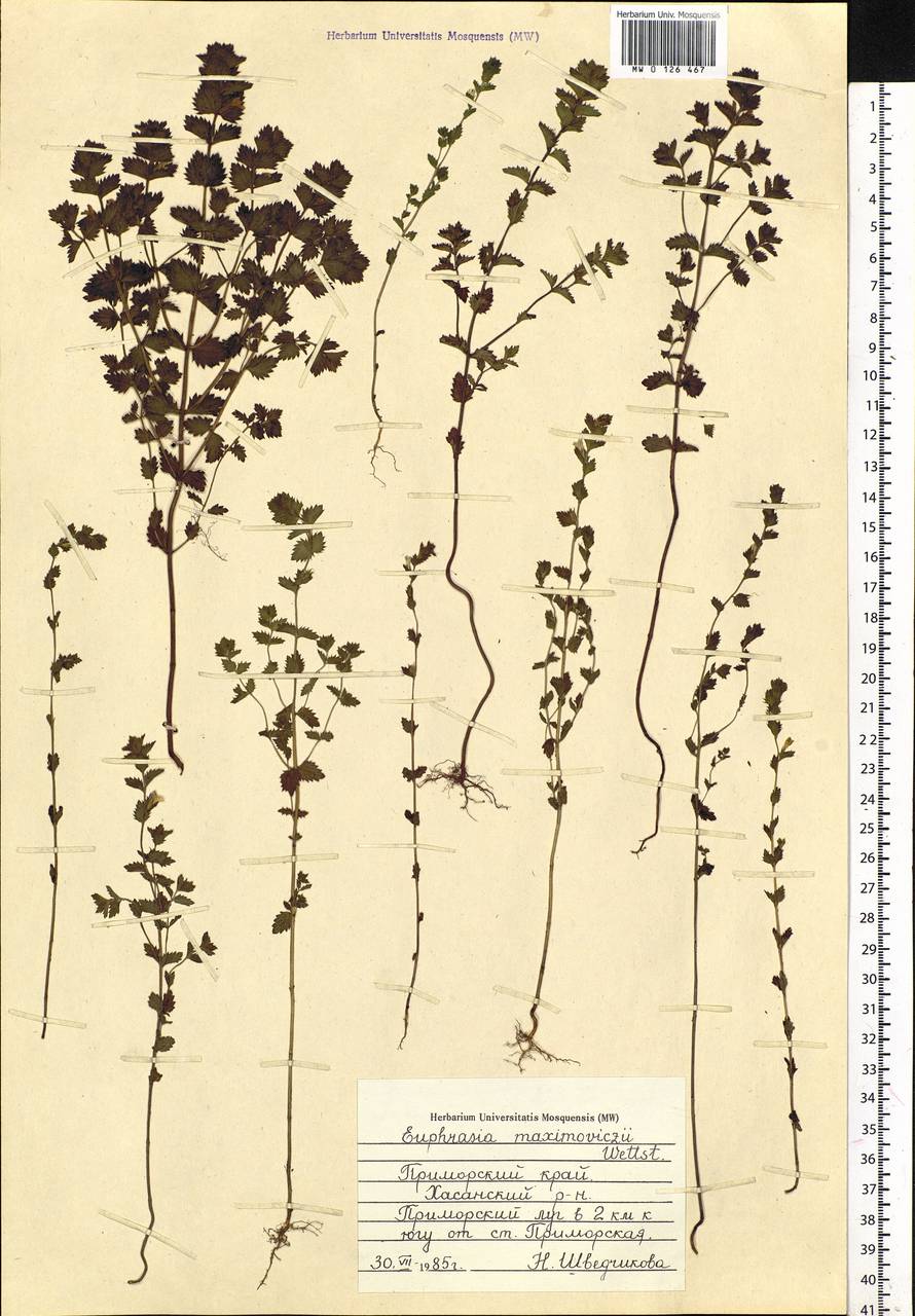 Euphrasia maximowiczii Wettst. ex Palibin, Siberia, Russian Far East (S6) (Russia)