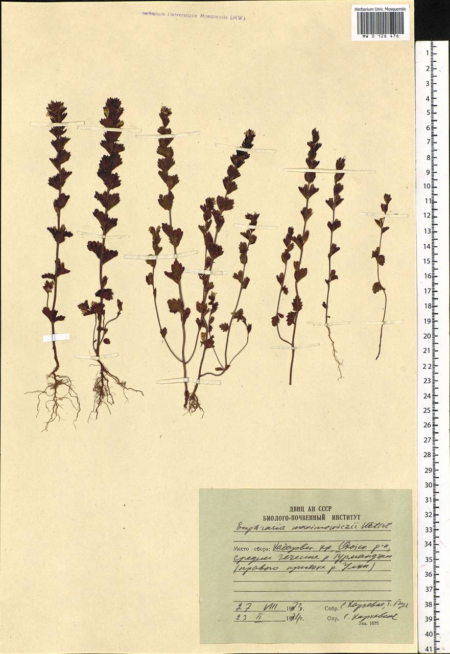 Euphrasia maximowiczii Wettst. ex Palib., Siberia, Russian Far East (S6) (Russia)