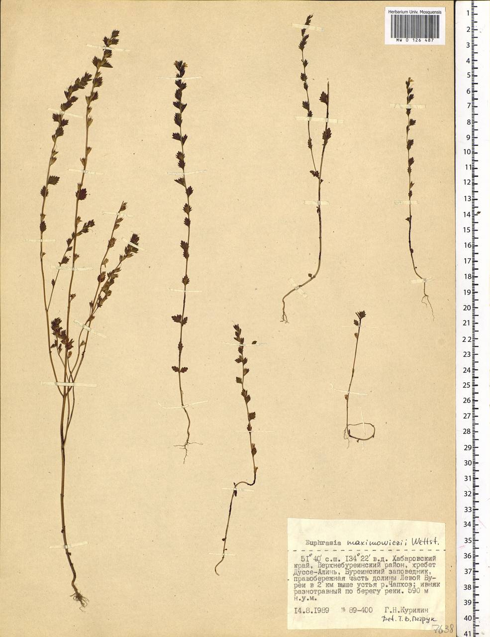 Euphrasia maximowiczii Wettst. ex Palibin, Siberia, Russian Far East (S6) (Russia)