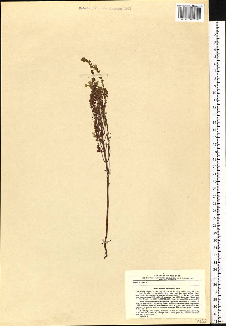 Euphrasia maximowiczii Wettst. ex Palib., Siberia, Russian Far East (S6) (Russia)