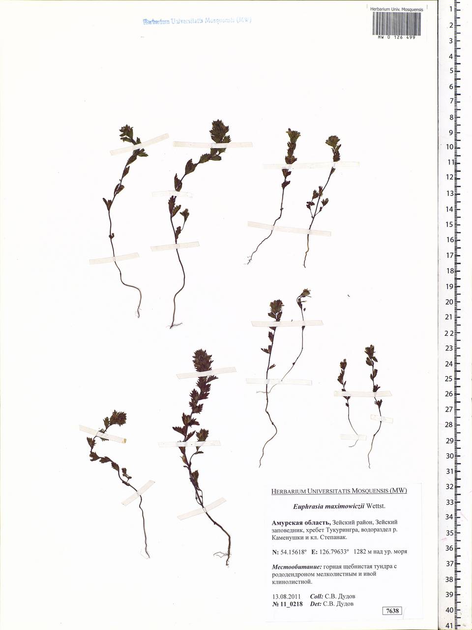 Euphrasia maximowiczii Wettst. ex Palibin, Siberia, Russian Far East (S6) (Russia)