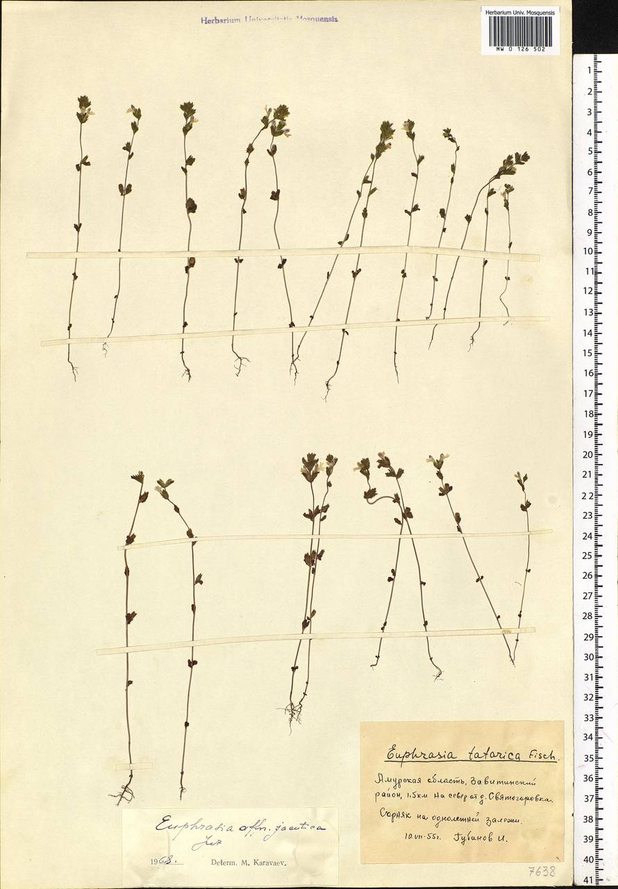 Euphrasia jacutica Juz., Siberia, Russian Far East (S6) (Russia)