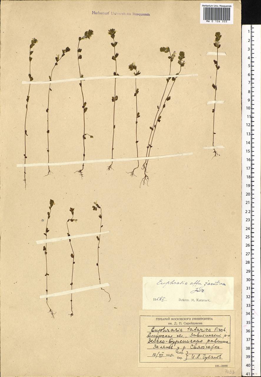 Euphrasia jacutica Juz., Siberia, Russian Far East (S6) (Russia)